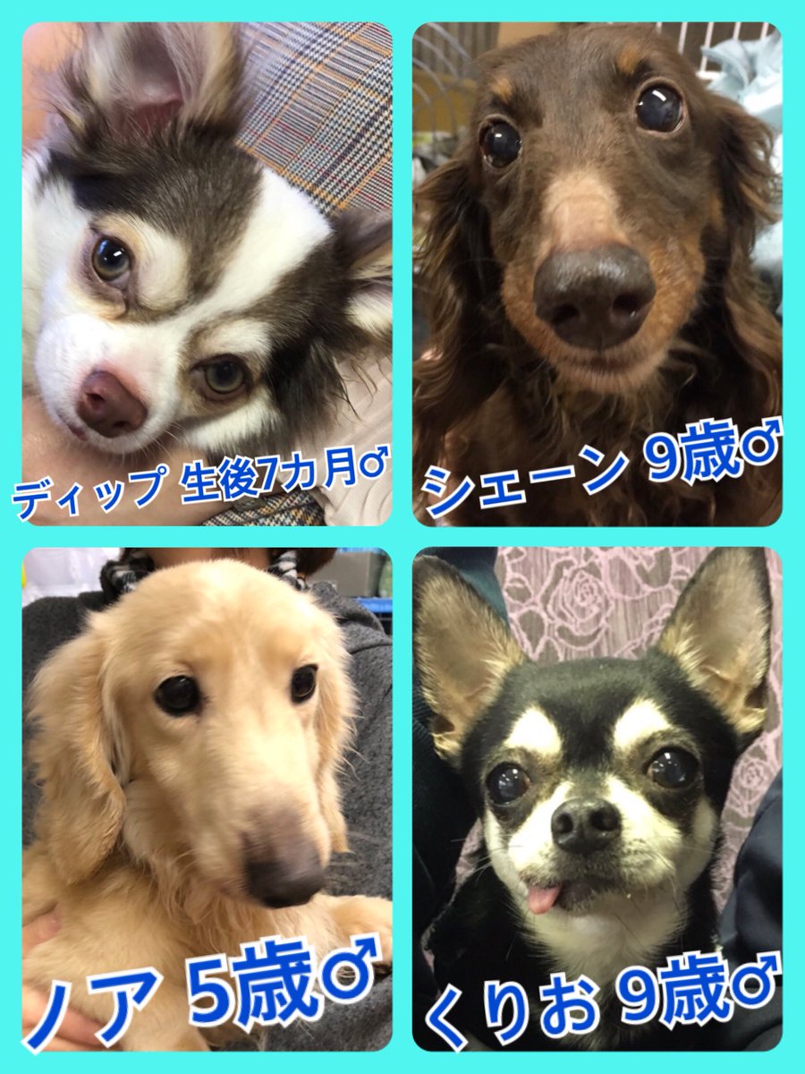 🐾今日の里親様募集中ワンコ🐶メンバーです🐾2019,3,17
